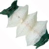 Coleman (Coleman) Mantle (95-inch) 95-102J